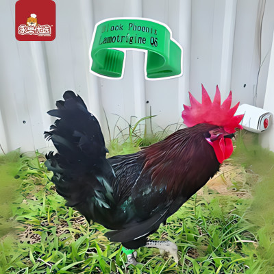 黑凤凰土鸡 2kg+-