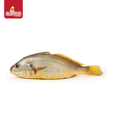 三去黄花鱼【500-600g】